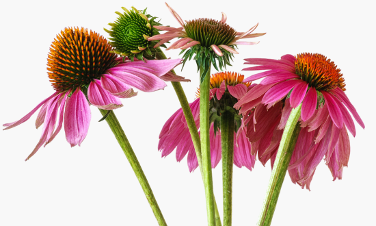 Echinacea